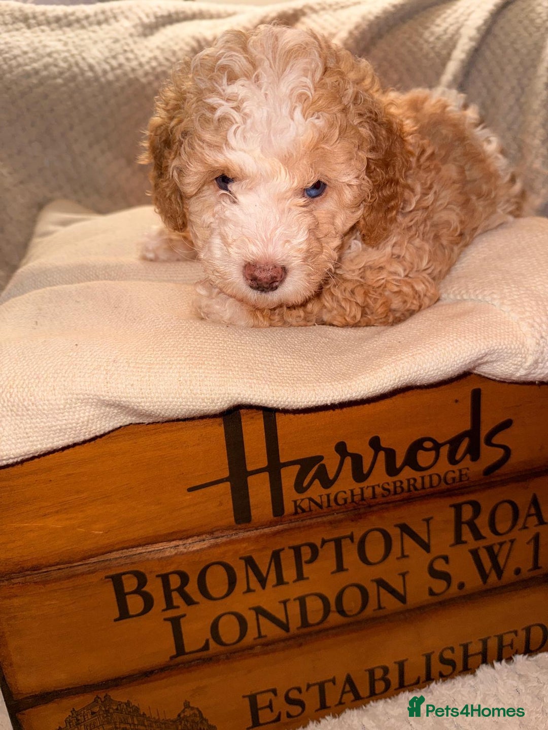 Cavapoo dogs for sale: 2 Male 2 Female unique colours Cavapoo’s - Advert 19