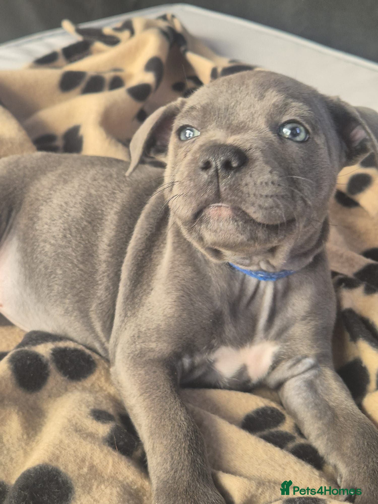 Staffordshire Bull Terrier dogs Adorable puppy looking for new home🥰🥰 - Advert 15