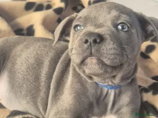 Staffordshire Bull Terrier dogs Adorable puppy looking for new home🥰🥰 - Advert 15