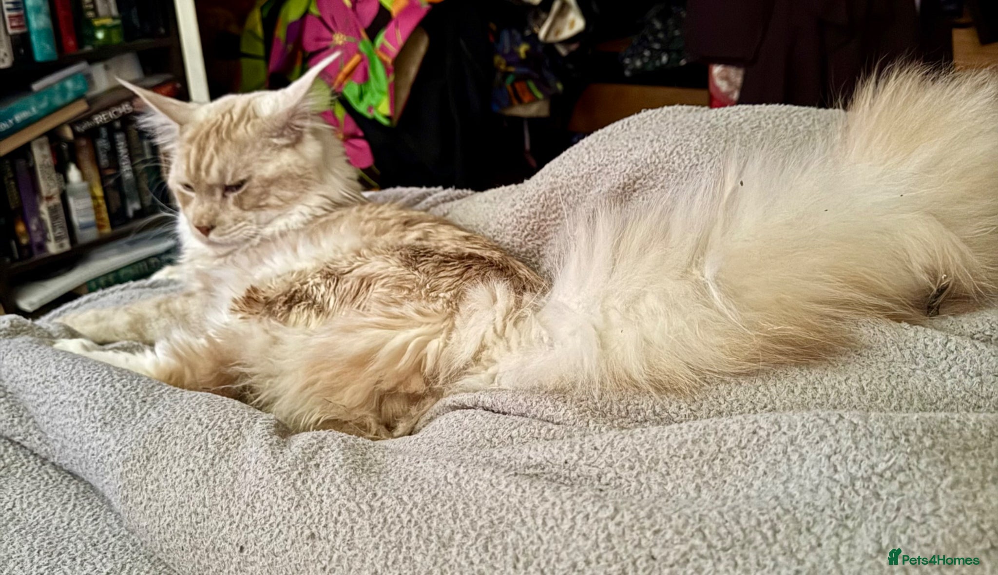 Maine Coon cats PEDIGREE MAINE COON KITTENS 3 boys/3girls - Advert 2