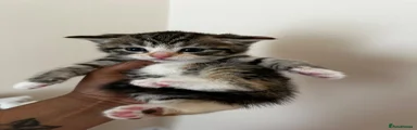 Tabby kitten 