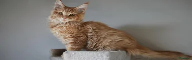 Maine Coon 5