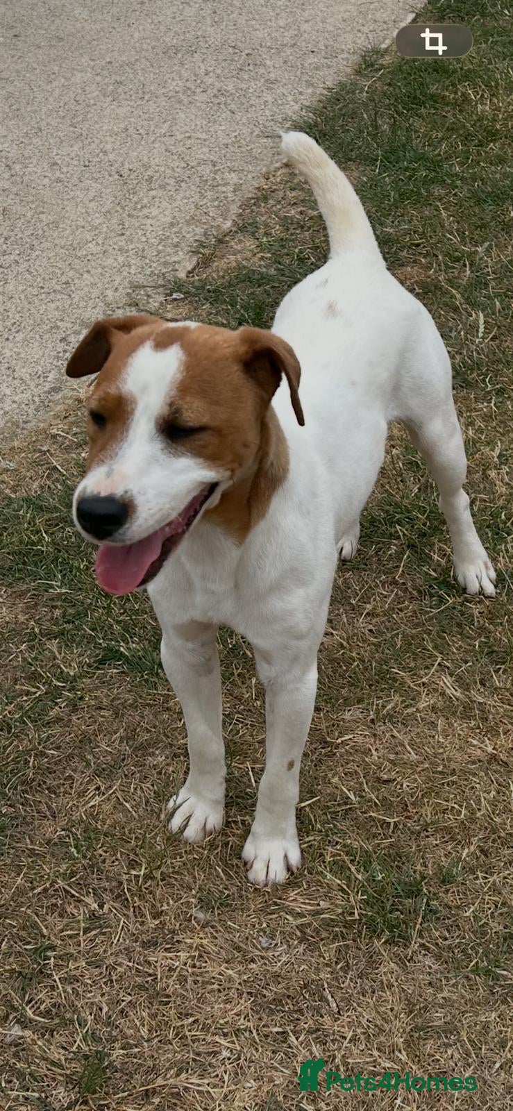 Jack Russell dogs for sale: 9 month old Jack Russell Dog for Sale  - Advert 1