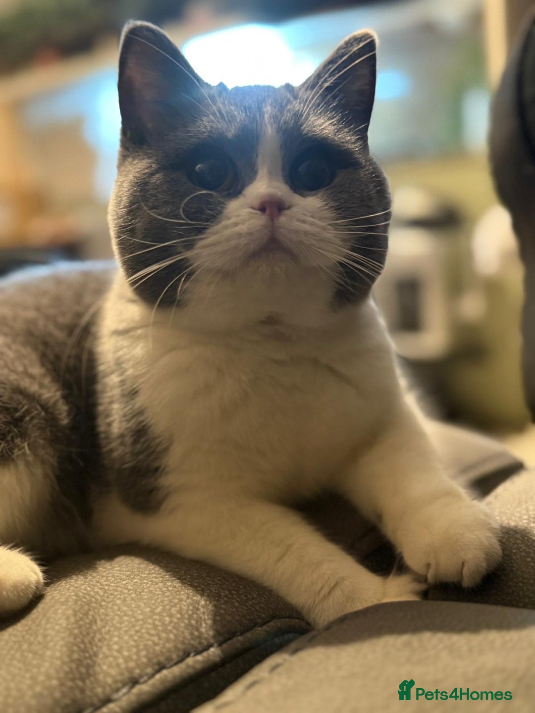 British Shorthair cats for sale: Stunning British shorthair  - Advert 3