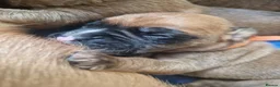 Boxer dogs for sale: Beautiful Pedigree Boxer Puppies - Advert 8