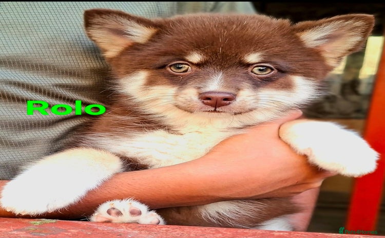 Pomsky dogs - Advert 1
