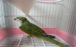 Parakeets birds for sale: Males and females DNA tested Quaker parrots babies - Image 19