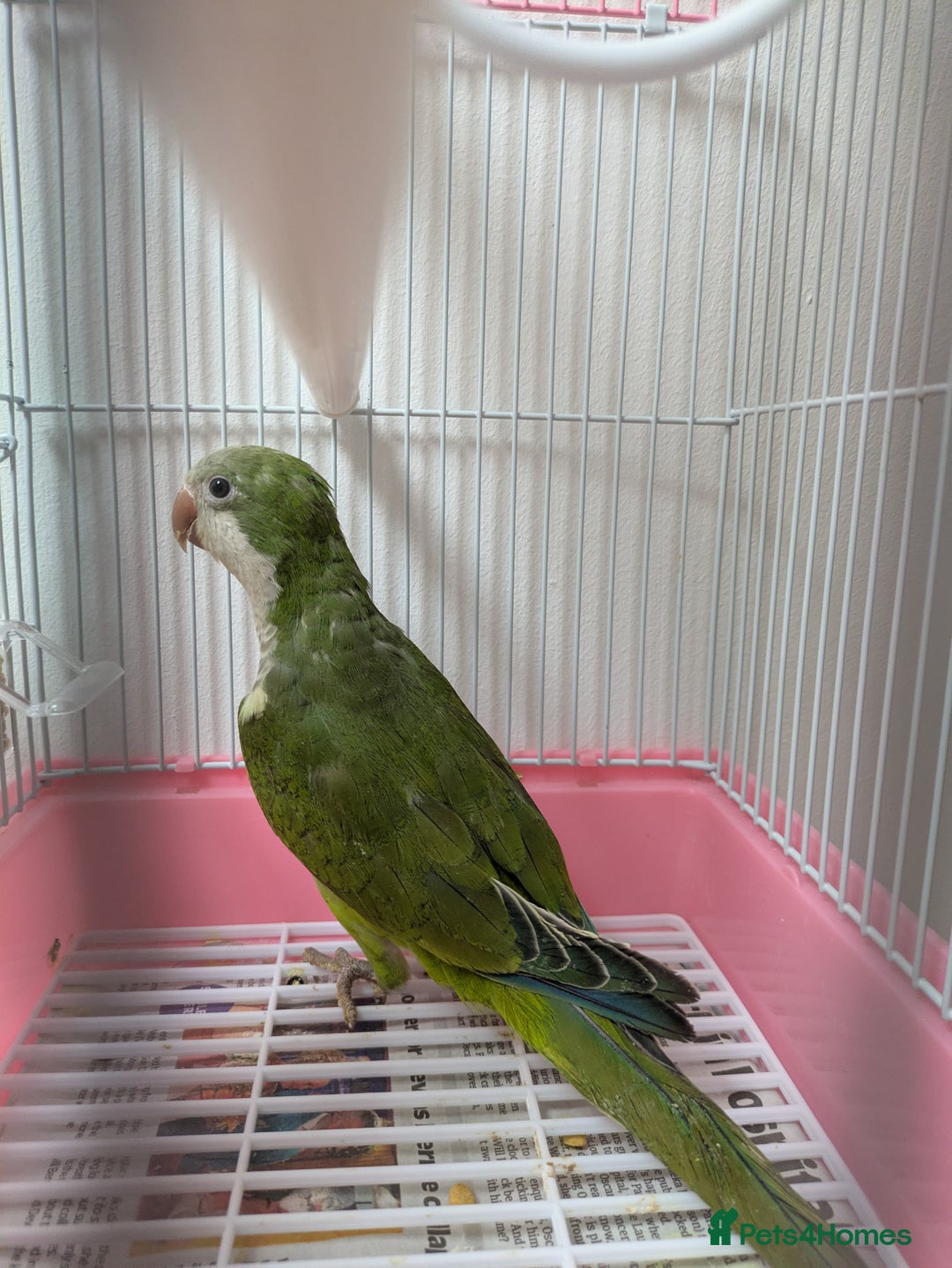 Parakeets birds for sale: Males and females DNA tested Quaker parrots babies - Image 19