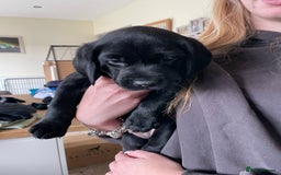 Labrador Retriever dogs for sale: KC reg Labrador pups - Image 9