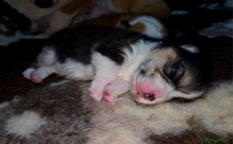 Welsh Corgi Pembroke dogs Stunning KC Registered Babies Available.  - Advert 1