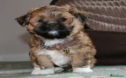Lhasa Apso dogs for stud: Gorgeous proven KC registered Cooper for **stud** in Pontefract - Image 7