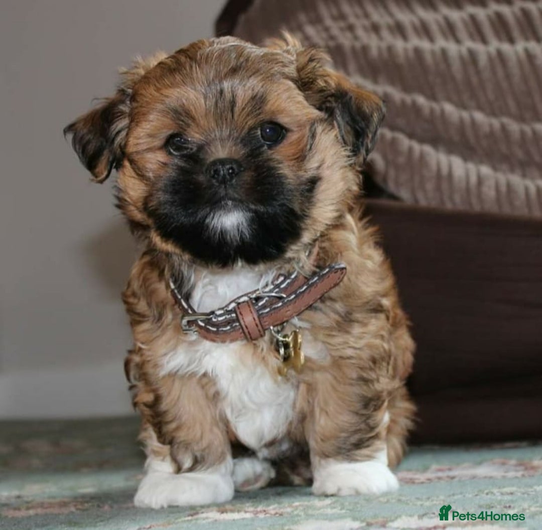 Lhasa Apso dogs for stud: Gorgeous proven KC registered Cooper for **stud** in Pontefract - Image 7