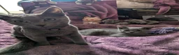 Russian Blue cats for sale: Russian Blue boy , N.London - Advert 6