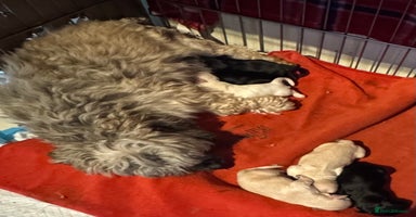 Havanese dogs Havanese Puppies For Sale - Advert 8