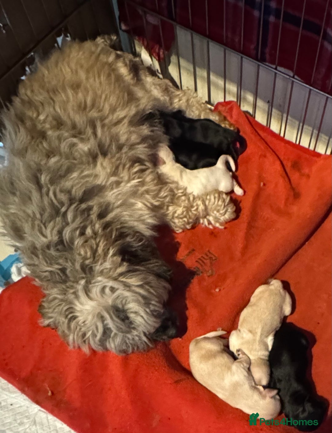 Havanese dogs for sale: Havanese Puppies For Sale - Advert 2