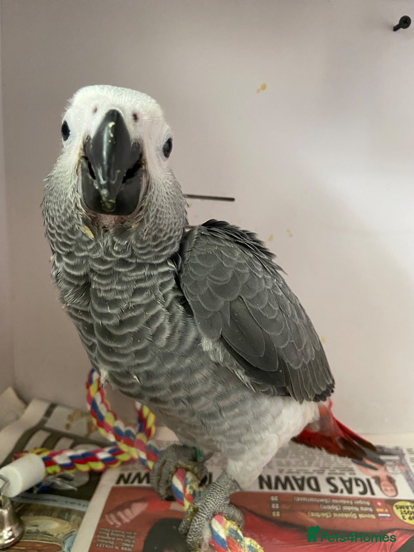 Parrots birds AFRICAN GREY BABY  - Advert 1