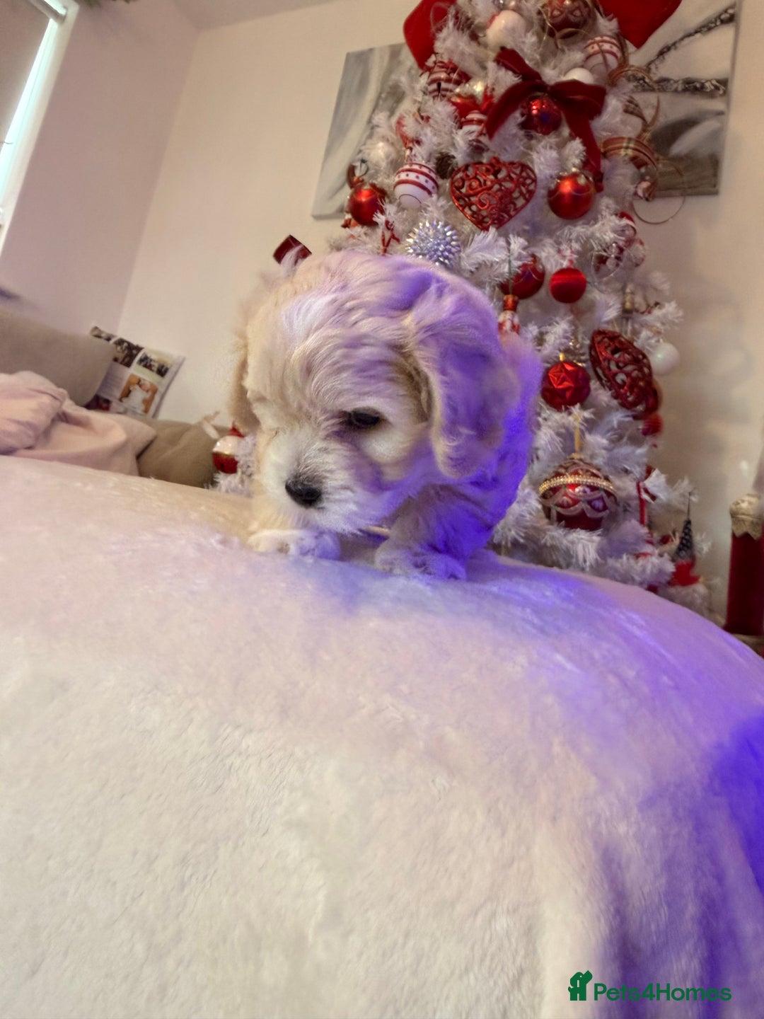 Mixed Breed dogs for sale: Malticavapoo - Advert 4