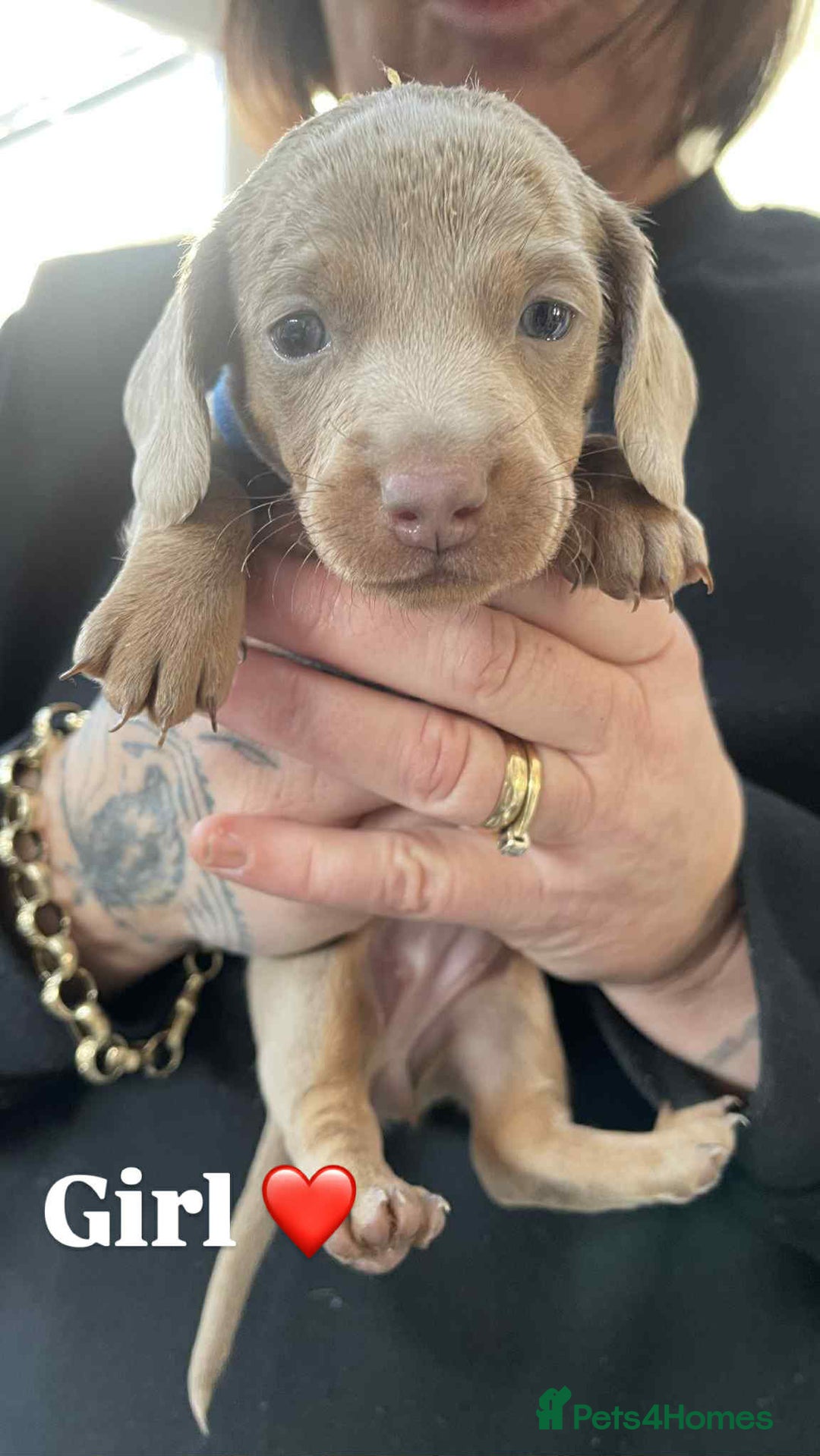 Miniature Dachshund dogs for sale: ❤️Minature Dachshunds for Sale ❤️ - Advert 9