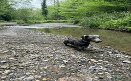 Dachshund dogs for sale: Blue male dachshund  - Image 2