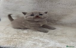 British Shorthair cats for sale: GCCF British shorthair lilac male kitten  - Image 4