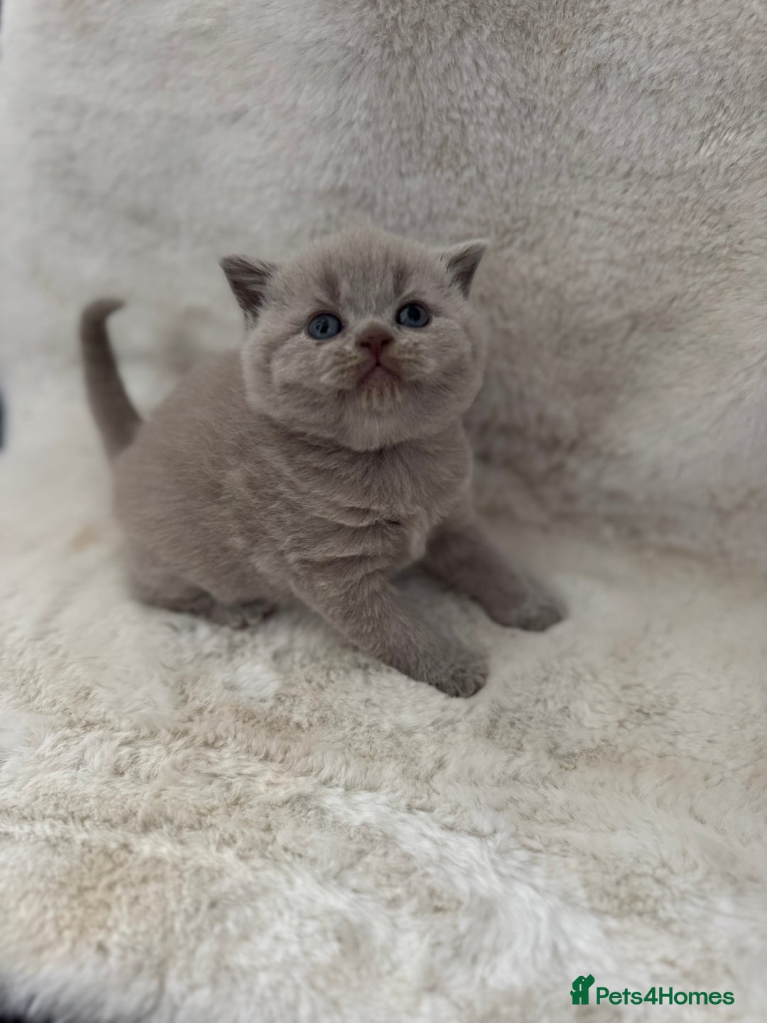British Shorthair cats for sale: GCCF British shorthair lilac male kitten  - Image 4