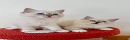 Ragdoll cats for sale: ✨ Exceptional Ragdoll Kittens Ready to leave ✨ - Advert 4