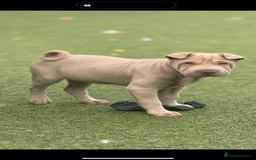 Shar Pei dogs for sale: STUNNING QUALITY PUREBRED SHAR PEI PUPS - Image 1