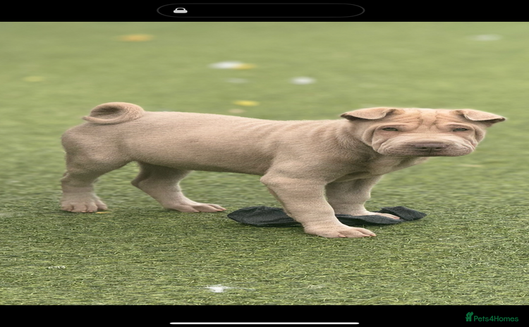 Shar Pei dogs - Advert 2
