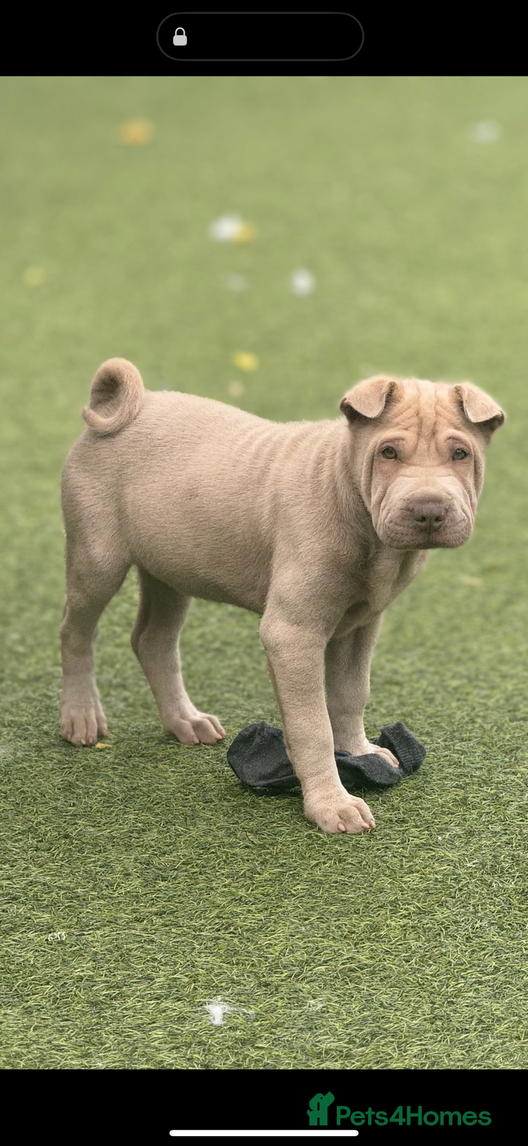 Shar Pei dogs for sale: STUNNING QUALITY PUREBRED SHAR PEI PUPS - Image 1
