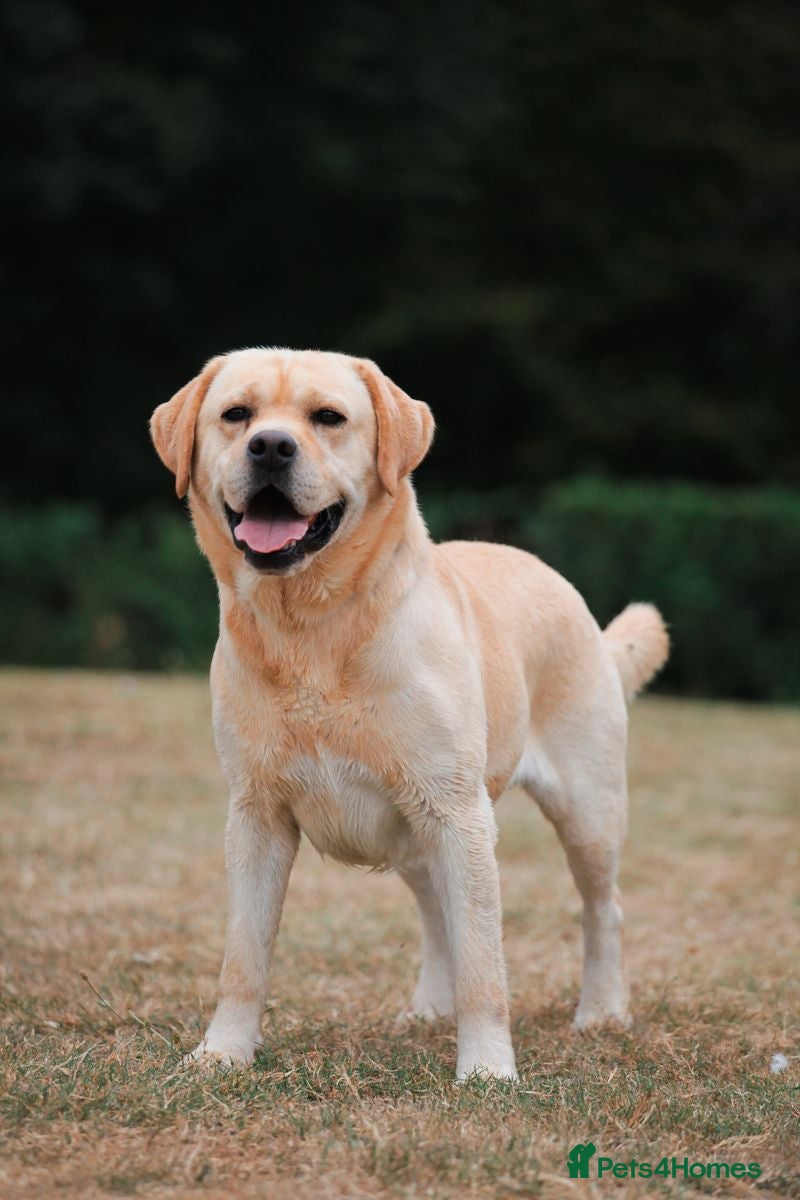 Labrador Retriever dogs Hector is in need of a new home  - Advert 13