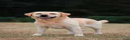 Labrador Retriever dogs for sale: Hector is in need of a new home  - Advert 1