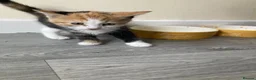 Mixed Breed cats for sale: Kittens -Ready now in Mold - Advert 8