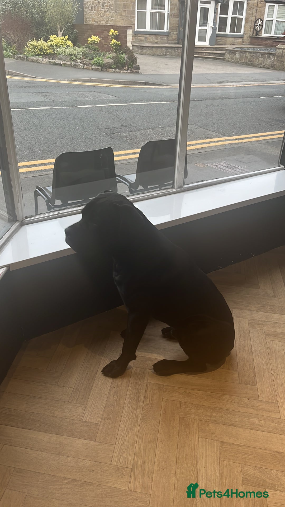 Cane Corso dogs for sale: Thor cane corso  - Advert 3