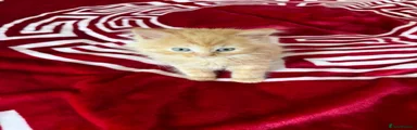 Mixed Breed Kitten 5