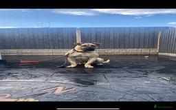 Presa Canario dogs for stud: BRUCE THE TANK AVAILBLE FOR STUD! - Image 1