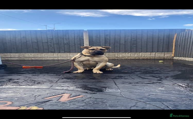 Presa Canario dogs - Advert 1