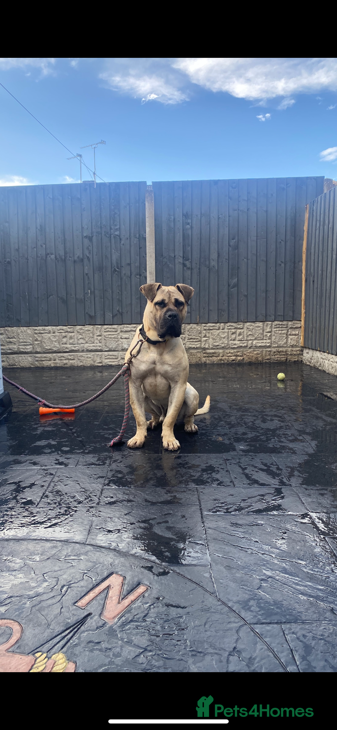 Presa Canario dogs for stud: BRUCE THE TANK AVAILBLE FOR STUD! - Image 1