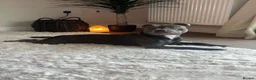 Staffordshire Bull Terrier dogs for stud: Trigger  in Wigan - Advert 14