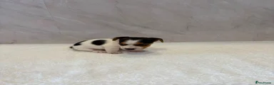 Jack Russell 1