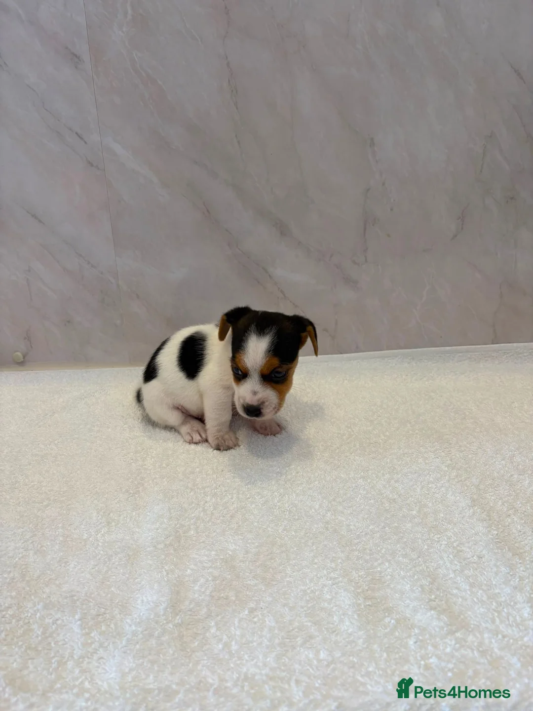 Jack Russell dogs for sale: Jack russell - Advert 1