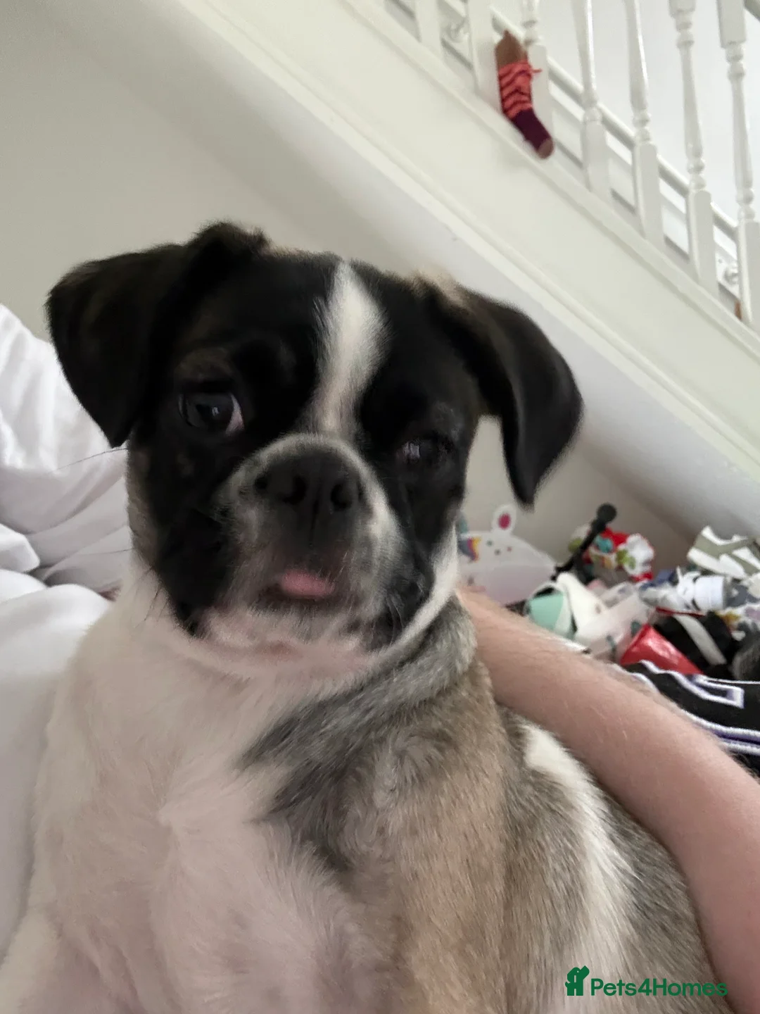 Mixed Breed dogs for sale: pugalier in Heanor - Advert 2