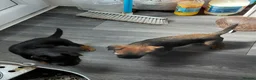 Border Terrier dogs for sale: 4 cracking puppies lookkng forever homes - Advert 17