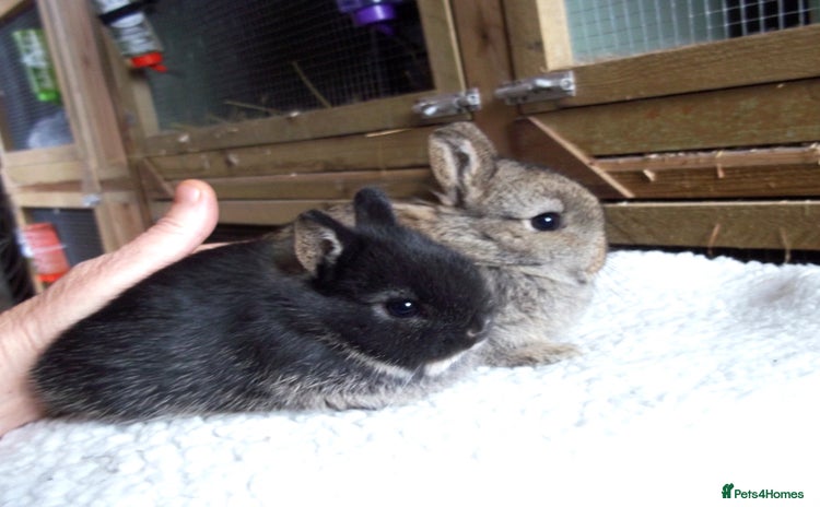 Netherland Dwarf rabbits - Advert 8