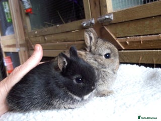 Netherland Dwarf rabbits - Advert 15