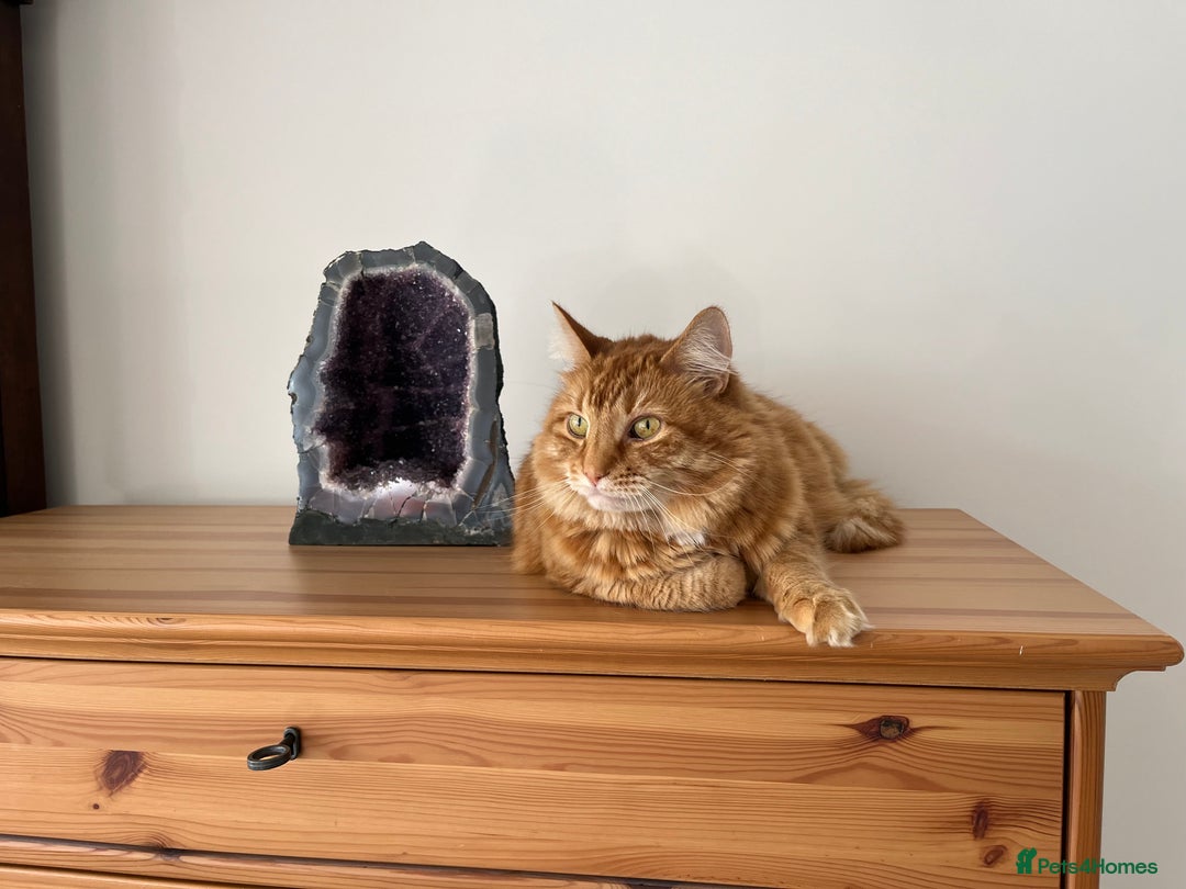 British Longhair cats for sale: Beautiful Ginger Male Cat - Gus - Advert 3