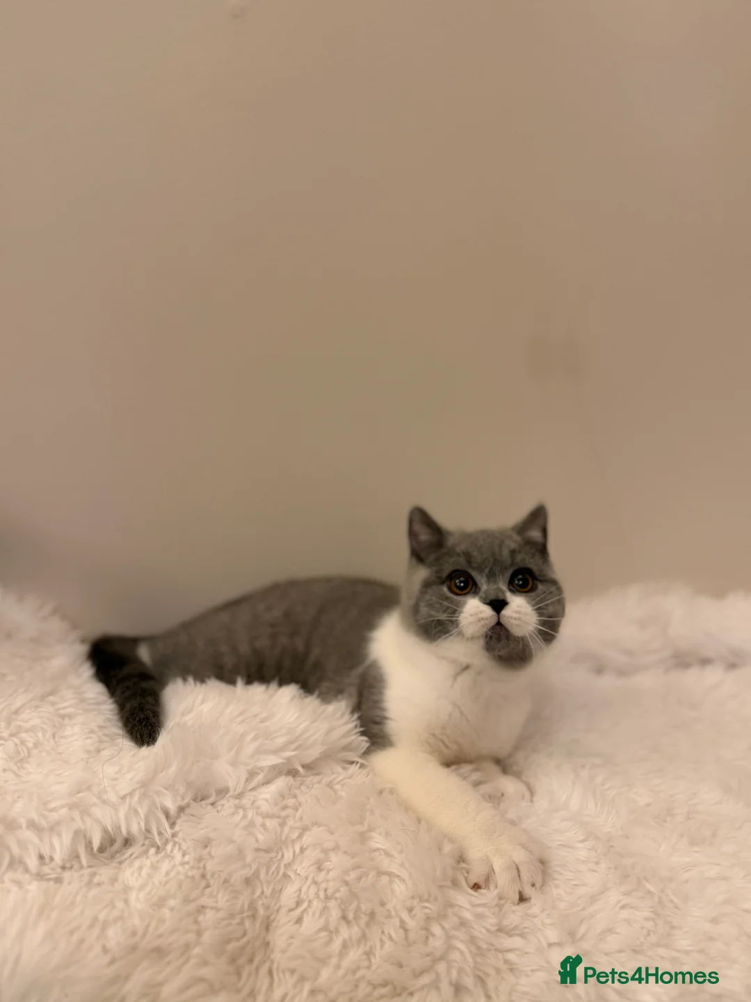 British Shorthair cats for sale: Full Pedigree Registered BSH  - Advert 32