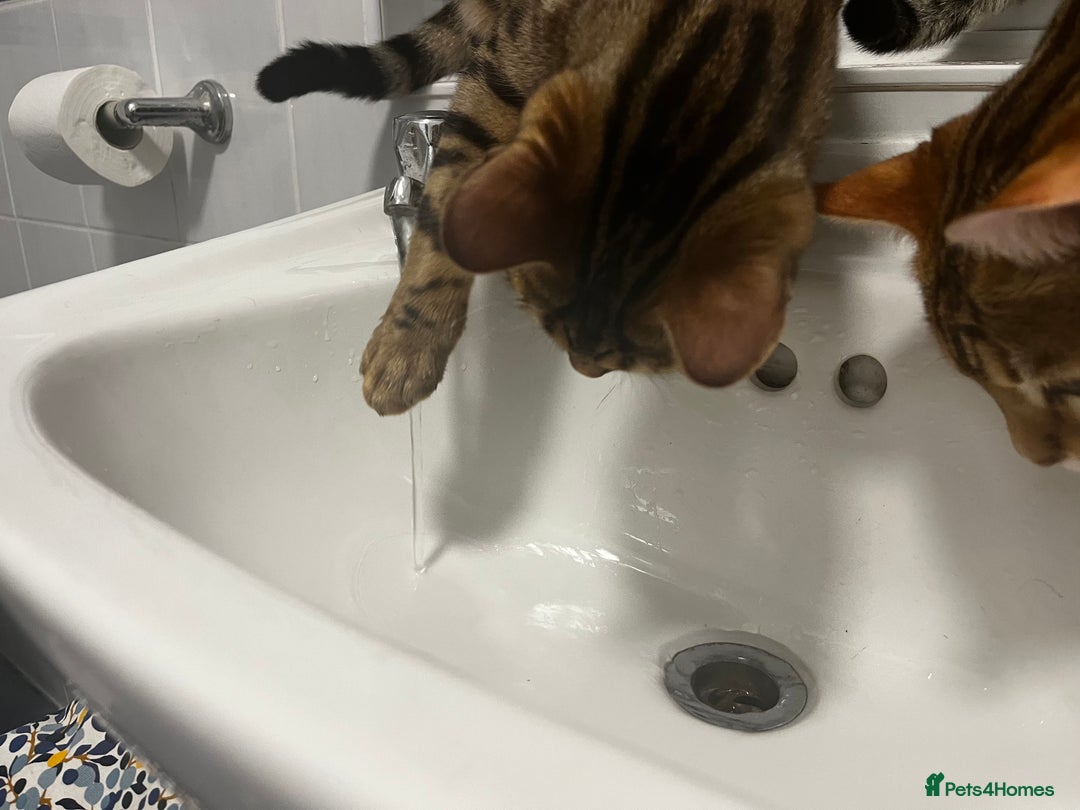 Bengal cats for sale: 2 lovable bengal brothers - Advert 5