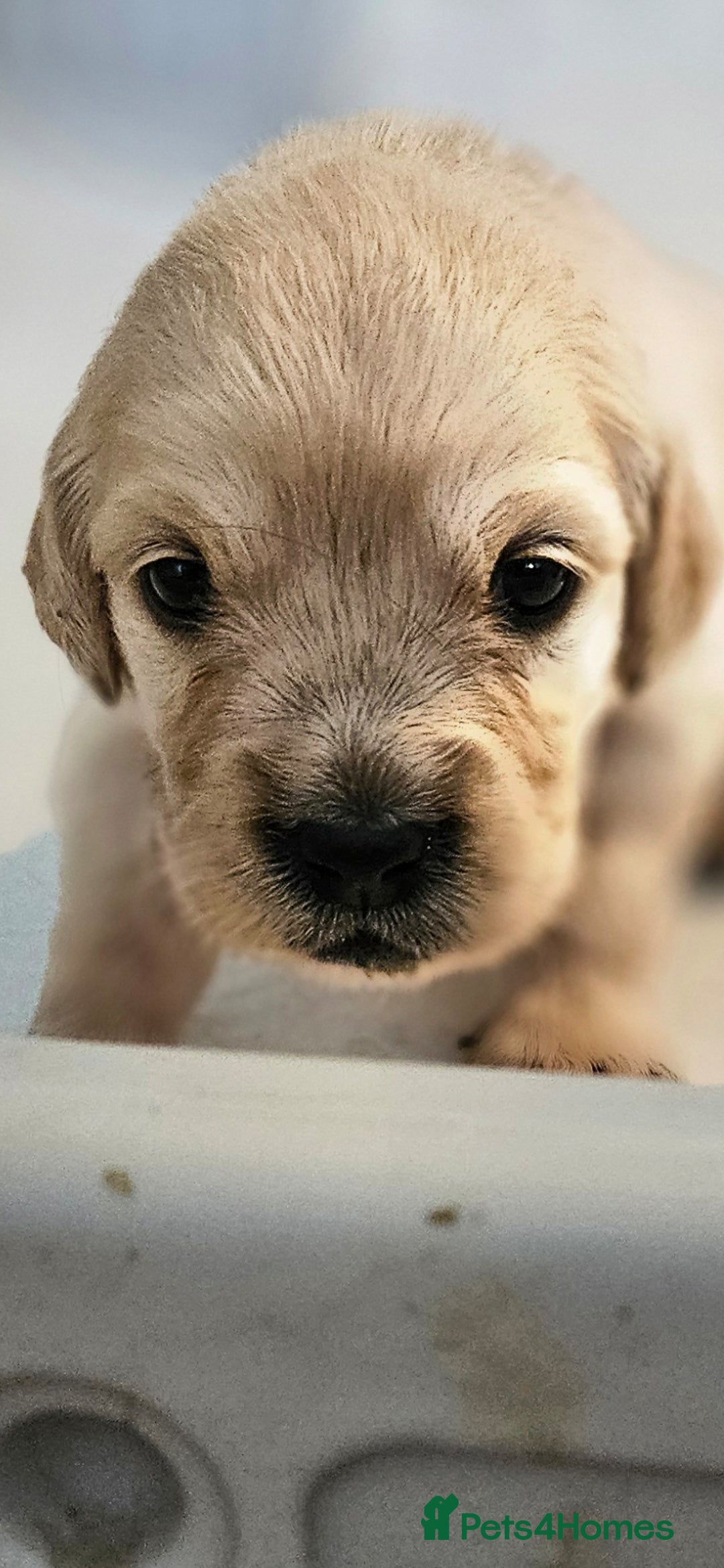 Golden Retriever dogs for sale: Beautiful chunky cream/golden retrievers  - Image 10