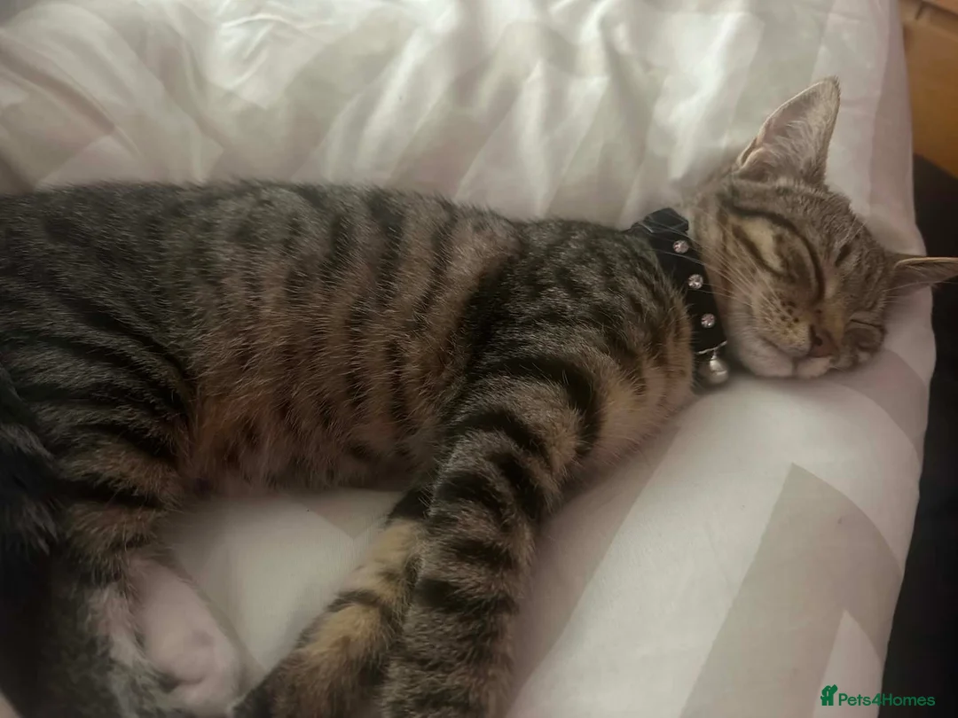 Mixed Breed cats for sale: Beautiful girl Macy - F REE - Advert 6