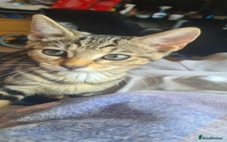 Bengal cats for sale: Mixed bengal kittens   - Image 18